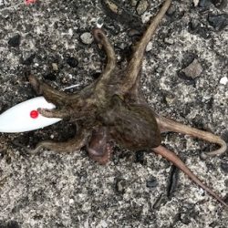 神戸ガシリング4