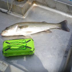 オリジナルメーカー海づり公園(市原市海づり施設) 釣果