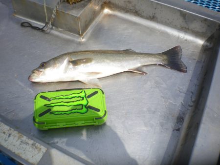 オリジナルメーカー海づり公園(市原市海づり施設) 釣果