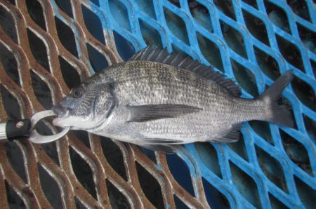 オリジナルメーカー海づり公園(市原市海づり施設) 釣果