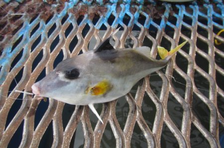 オリジナルメーカー海づり公園(市原市海づり施設) 釣果
