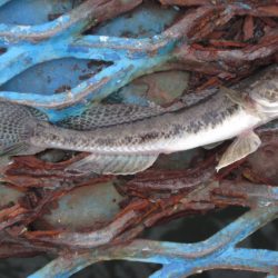 オリジナルメーカー海づり公園(市原市海づり施設) 釣果