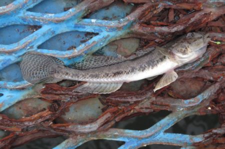 オリジナルメーカー海づり公園(市原市海づり施設) 釣果