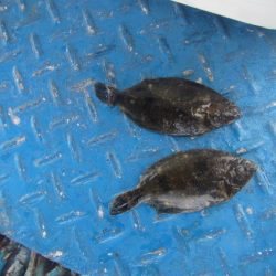 オリジナルメーカー海づり公園(市原市海づり施設) 釣果