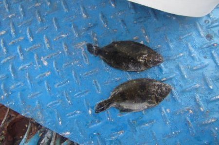 オリジナルメーカー海づり公園(市原市海づり施設) 釣果