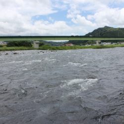 狩野川(狩野川漁業協同組合) 釣果