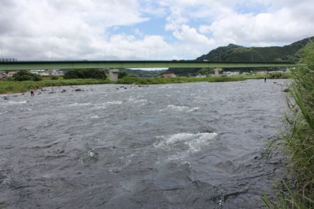狩野川（狩野川漁業協同組合） 釣果