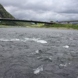 狩野川(狩野川漁業協同組合) 釣果