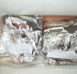 なかくに丸 釣果