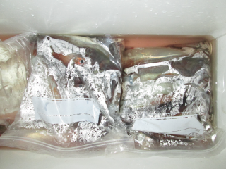 なかくに丸 釣果