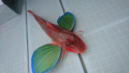 フィッシングボートACE（エース） 釣果