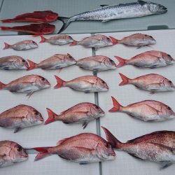 フィッシングボートACE（エース） 釣果