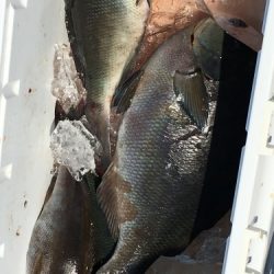 鵜来島家本渡船 釣果