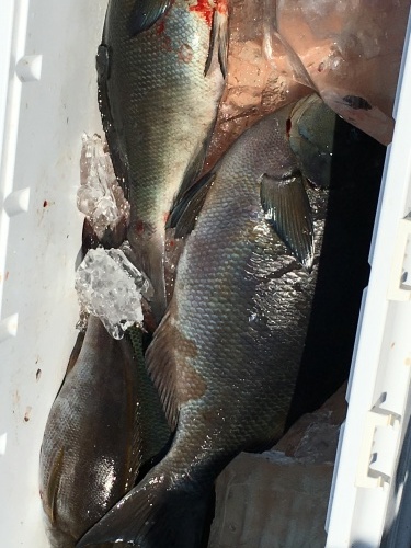 鵜来島家本渡船 釣果