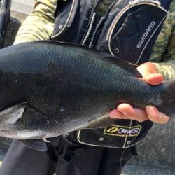 鵜来島家本渡船 釣果