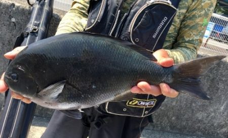 鵜来島家本渡船 釣果