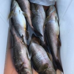 鵜来島家本渡船 釣果