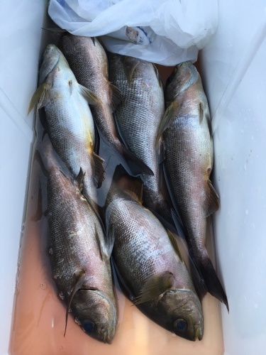 鵜来島家本渡船 釣果