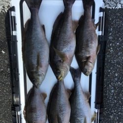 鵜来島家本渡船 釣果