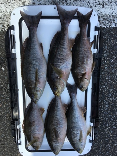 鵜来島家本渡船 釣果