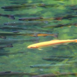 小菅トラウトガーデン 釣果