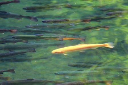 小菅トラウトガーデン 釣果