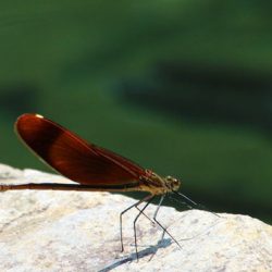 小菅トラウトガーデン 釣果