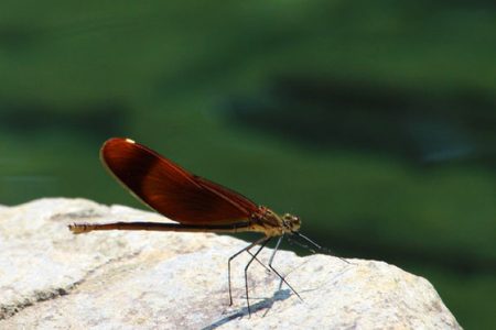 小菅トラウトガーデン 釣果