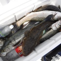 BlueNote Fishing Taxi 釣果