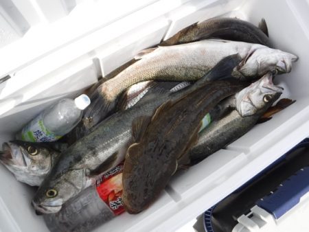 BlueNote Fishing Taxi 釣果