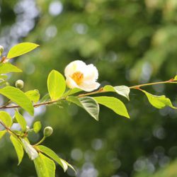 小菅トラウトガーデン 釣果