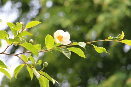 小菅トラウトガーデン 釣果