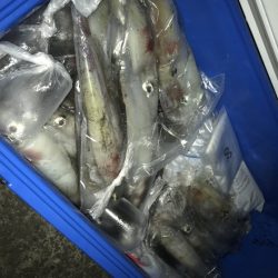 寿裕 （YOSHIHIRO） 釣果