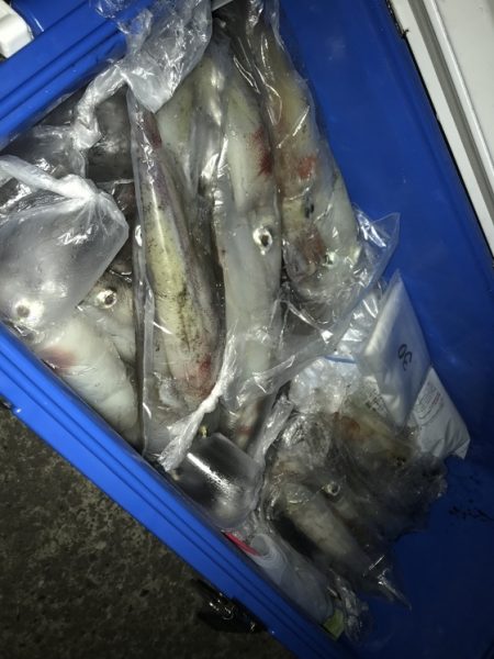 寿裕 （YOSHIHIRO） 釣果