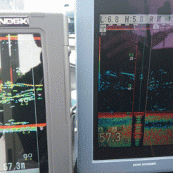 遊漁船ブルーウッズ 釣果