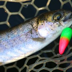 小菅トラウトガーデン 釣果