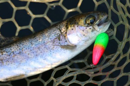 小菅トラウトガーデン 釣果