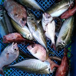小島丸 釣果