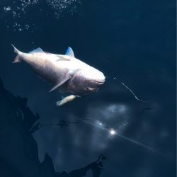 あみや渡船 JIGBOY 釣果