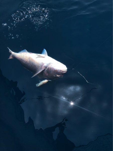 あみや渡船 JIGBOY 釣果