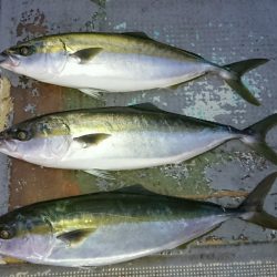 FISHING RISKY 釣果