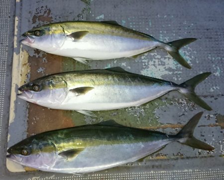 FISHING RISKY 釣果