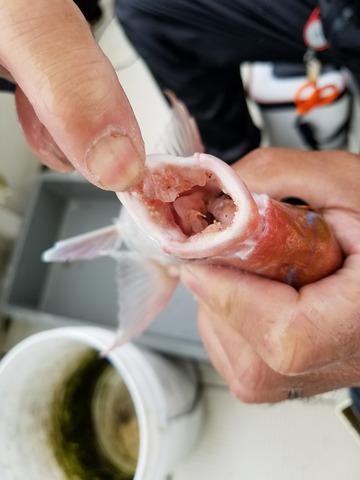 遊漁船　ニライカナイ 釣果