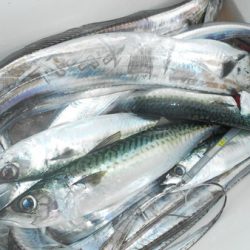 こうゆう丸 釣果