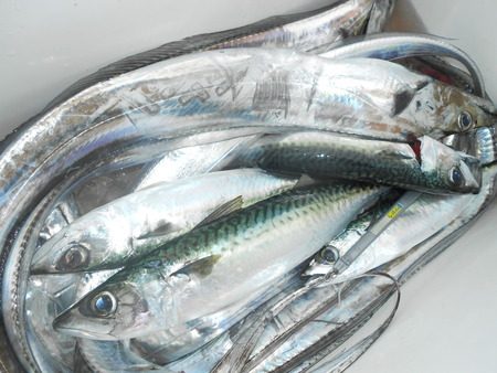 こうゆう丸 釣果