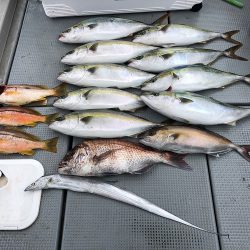 sea boss シーボス 釣果