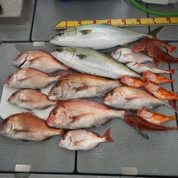 sea boss　シーボス 釣果