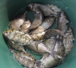 本部釣りイカダ 釣果