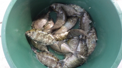 本部釣りイカダ 釣果