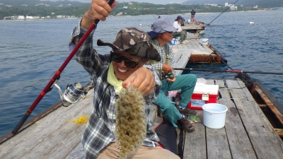 本部釣りイカダ 釣果